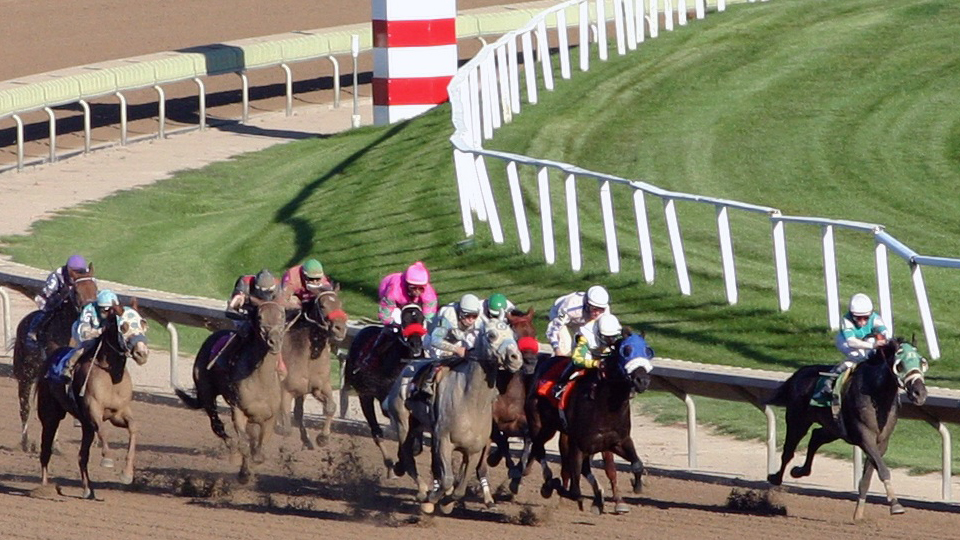 Horse Insurance