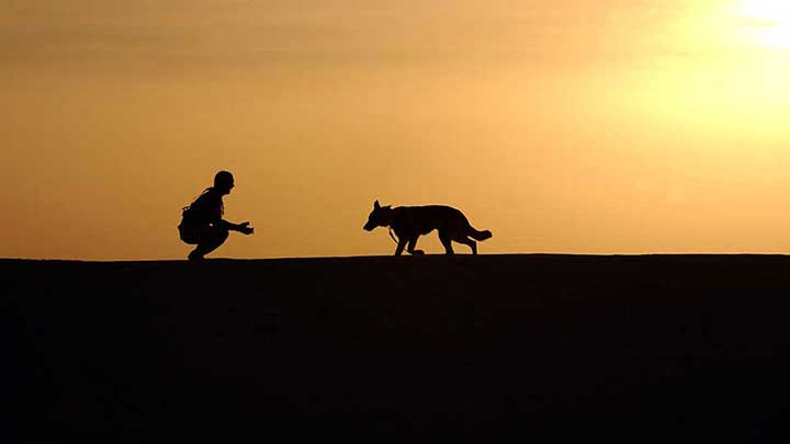 pet insurance