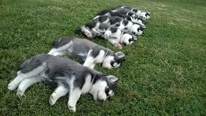 pet insurance